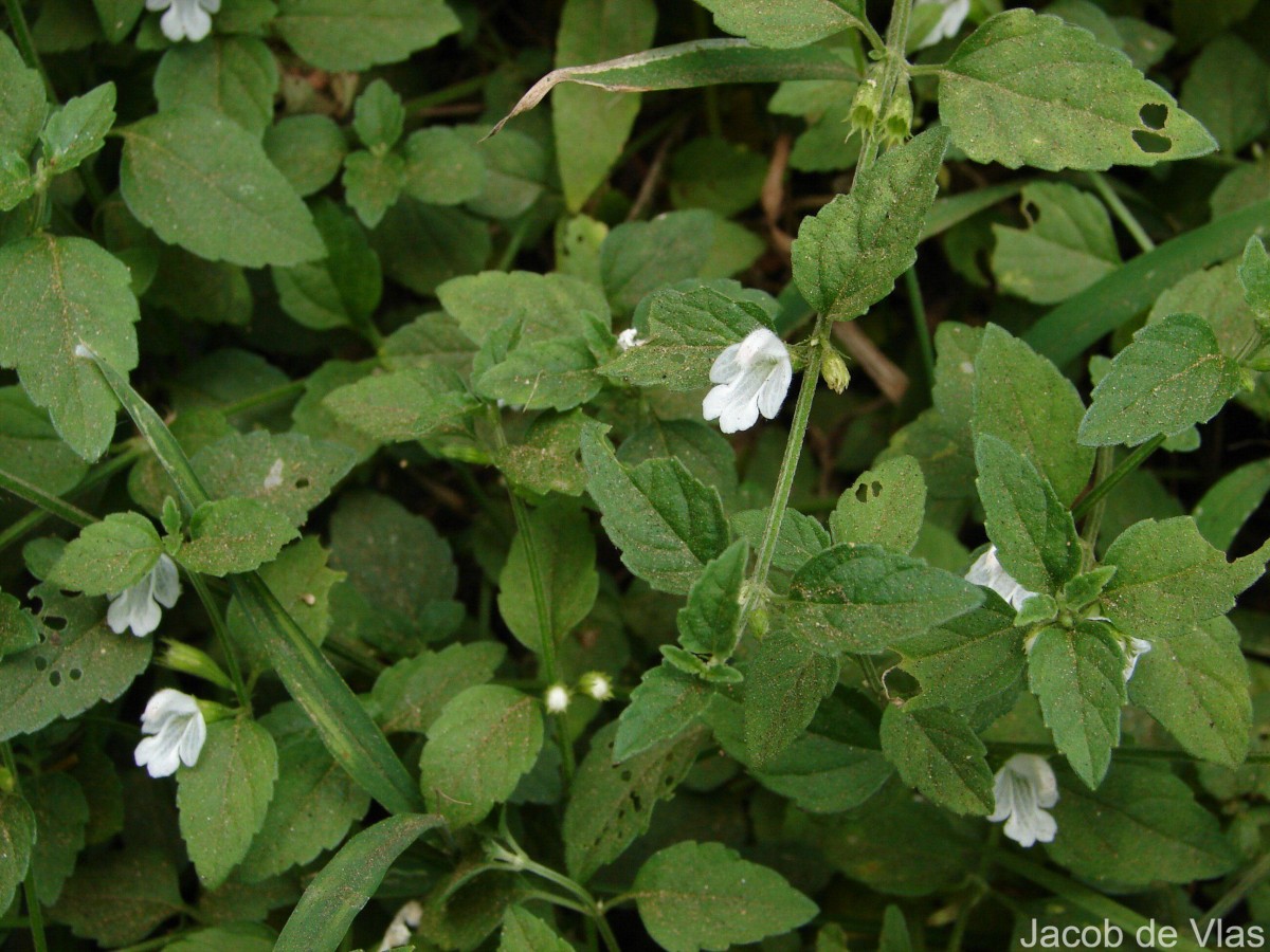 Leucas biflora (Vahl) Sm.